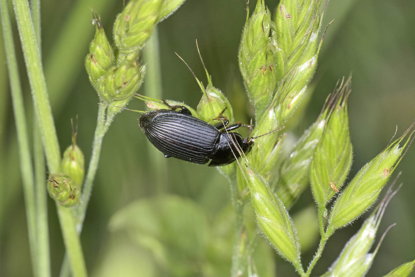 Carabidae: Harpalus sp? S, Harpalus serripes